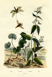 Zenzero selvatico, 1833-39